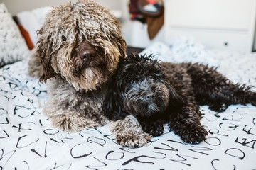 Sweet black small poodle and brown spanish water dog, sitting on top of the bed playing with each other showing funny faces. Lifestyle photography.