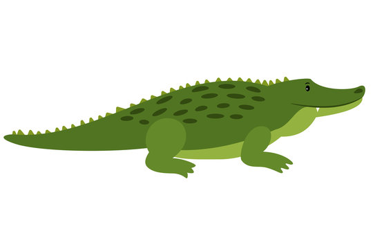 Vector Crocodile. Vector isolated cartoon alligator, african gator on white