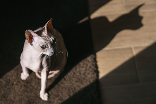 A Pet Cat is a Don Sphynx in a ray of light with a shadow.