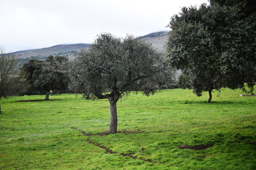 tree in spain