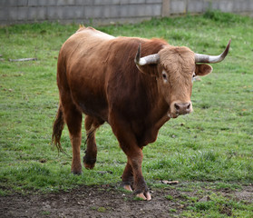 bull in green landcape in spain