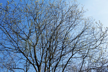 Fototapeta na wymiar Branches and sky