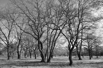 Baumlandschaft schwarz weiß