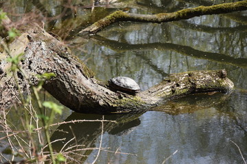Żółwie zyjace w naturze