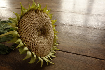 verbl&uuml;hte Sonnenblume mit Kernen auf einem Holztisch