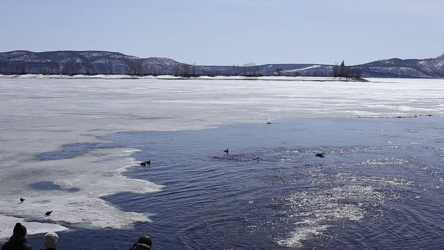 early spring. on the river ice and water. A stormy fountain and floating ducks. on the horizon of the mountain. people take pictures and feed ducks.
