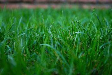  green, lawn, landscape, spring