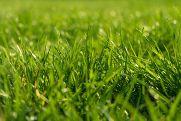  green, lawn, landscape, spring