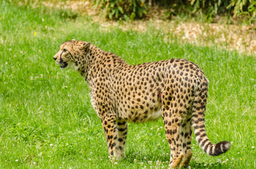 leopard auf einer wiese