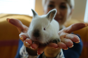 rabbit, animal, bunny, white