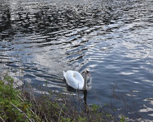 Białe Łabędzie  © Iwona