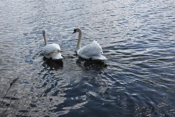 Białe Łabędzie  © Iwona