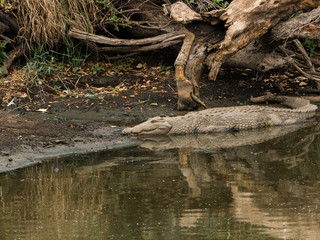 Nile Crocodile
