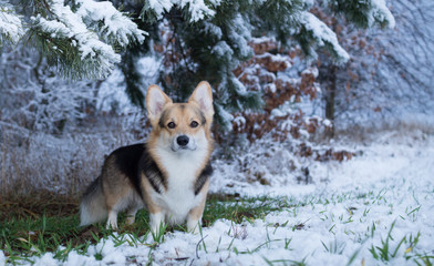 Dog Welsh Corgi Pembroke on a walk in a beautiful winter forest.
