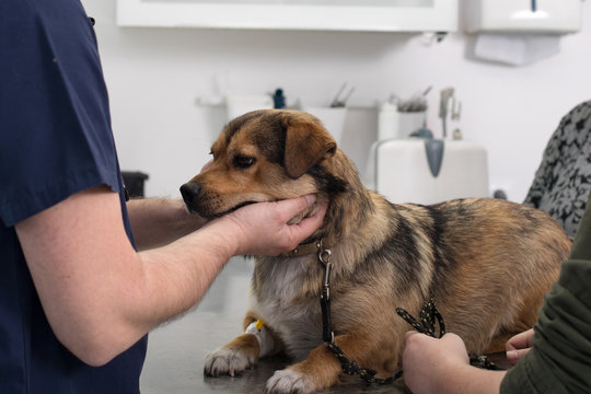  vet operating on an animal
