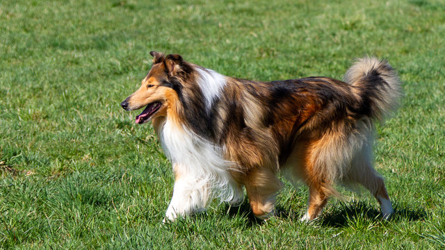 Sch&ouml;ner Collie-R&uuml;de dark-sable in der Wiese