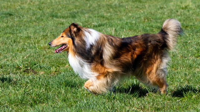 Dark-sable Collie-R&uuml;de springt &uuml;ber eine Wiese
