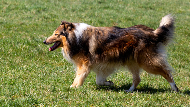 Collie-R&uuml;de dark-sable l&auml;uft &uuml;ber eine Wiese