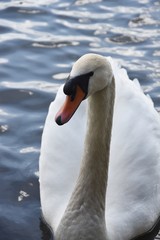 Białe Łabędzie  © Iwona