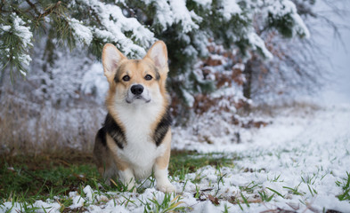 Dog Welsh Corgi Pembroke on a walk in a beautiful winter forest.