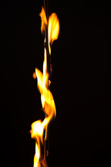 Beautiful prickly stalk of a rose in fire