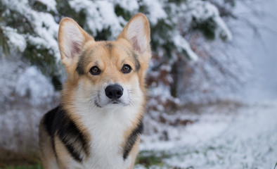 Dog Welsh Corgi Pembroke on a walk in a beautiful winter forest.