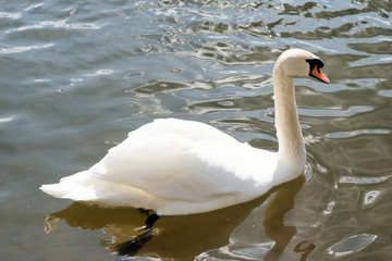 Białe Łabędzie  © Iwona