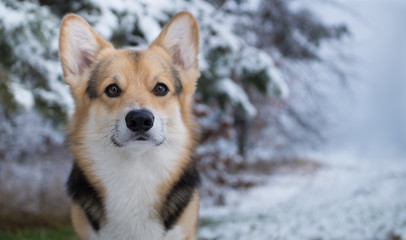 Dog Welsh Corgi Pembroke on a walk in a beautiful winter forest.