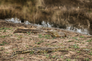 NIle Crocodiles