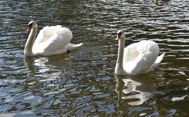 Białe Łabędzie  © Iwona