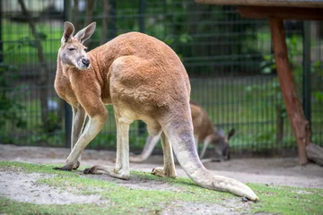 Zelfklevend Fotobehang Kangoeroe Rode kangoeroe in een dierentuin, Berlijn