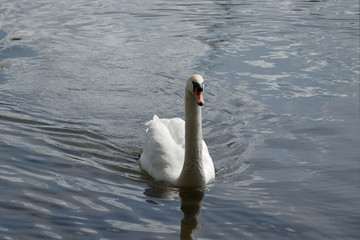 Białe Łabędzie  © Iwona