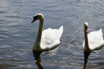 Białe Łabędzie  © Iwona