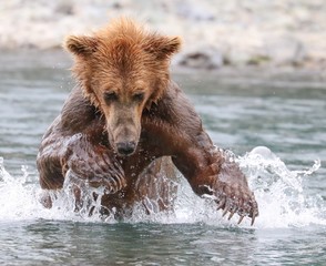 A mother grizzly bear fishes for salmon for her and her cubs in Katmai National Park.