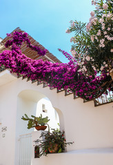 Bourgainvillea grows over the stairs to villa in the  village of Anacapri on the Isle of Capri, Amalfi Coast, Italy