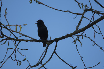 Bird silhouette on the sky background. Bird singing and sitting on a tree. Blue background. Bird: common starling