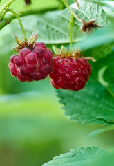 Ripe red raspberries close-up on blurred background. Selective focus,shallow DOF.Season of raspberries in the garden.The time of harvest/Fresh Juicy raspberries on the branch on green nature backgroun