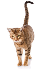 Serengeti thoroughbred cat on a white background.