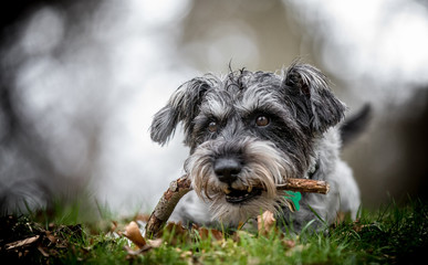 Buscar fotos: schnauzer