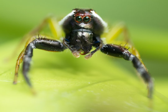 Jumping spider with monkey face
