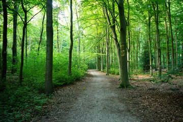Muddy path through dense trees in Haagse Bos, forest in The Hague