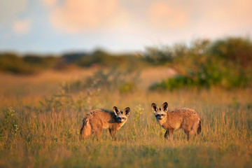 Pair of Bat-eared fox, Otocyon megalotis, small african carnivore in its typical environment, arid savanna in dusk, staring directly at camera. African wildlife photography, Nxai Pan, Botswana.