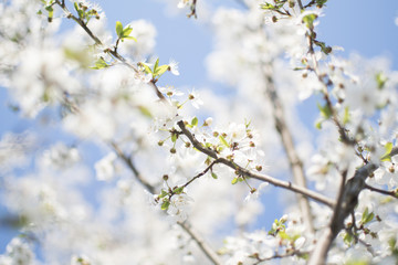 Flowers background. White apple tree flowers. Spring tree flowers. Fruit tree background. Prism photography. Spring background with blue sky