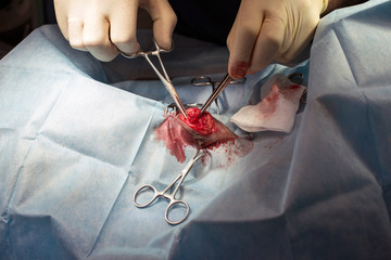  vet operating on an animal
