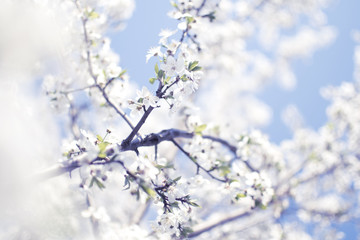 Flowers background. White apple tree flowers. Spring tree flowers. Fruit tree background. Prism photography. Spring background with blue sky