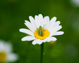 Obraz premium Kleiner grüner Grashüpfer auf einer Kamillenblüte