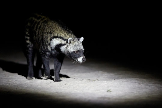 Close up African civet, Civettictis civetta, night photo of wild, largest civet from front view. Nocturnal african predator. Wildlife photography, self drive safari in Moremi national park, Botswana.