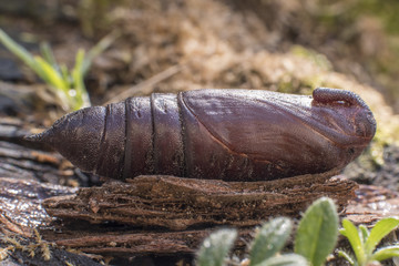 Moth chrysalis. Sphinx ligustri, known as the privet hawk moth pupa. Brown chrysalis