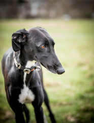 The orange eyed Lurcher