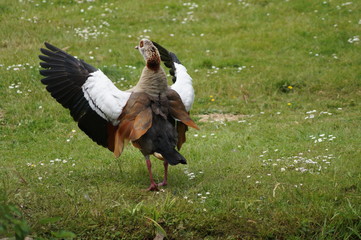 Eine Gans mit nach oben geöffneten Flügeln